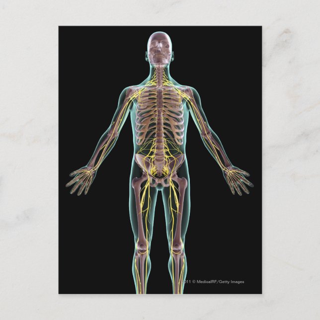 Carte Postale Illustration du système nerveux (Devant)