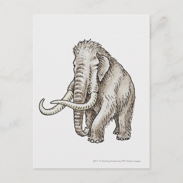 Carte Postale Illustration d'un mammouth (Devant)