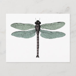 Carte Postale Illustration d'une libellule Vintage typographique