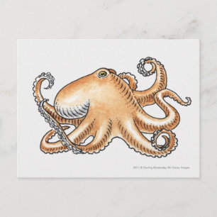 Carte Postale Illustration d'une pieuvre