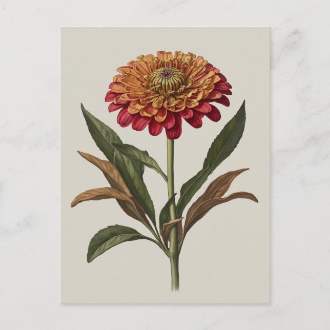 Carte postale illustration d'une Zinnia (Devant)