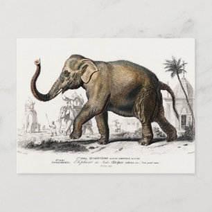 Carte Postale Illustration Eléphant Art Vintage Imprimer
