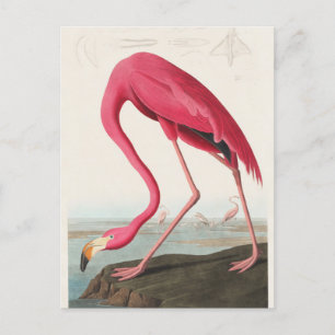 Carte Postale Illustration Flamant rose rose