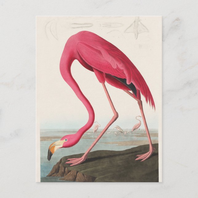 Carte Postale Illustration Flamant rose rose (Devant)