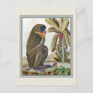 Carte Postale Illustration Mandrill vintage
