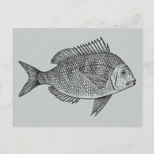 Carte Postale Illustration marine de poisson vintage