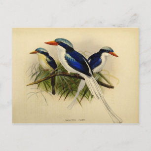 Carte Postale Illustration martin pêcheur