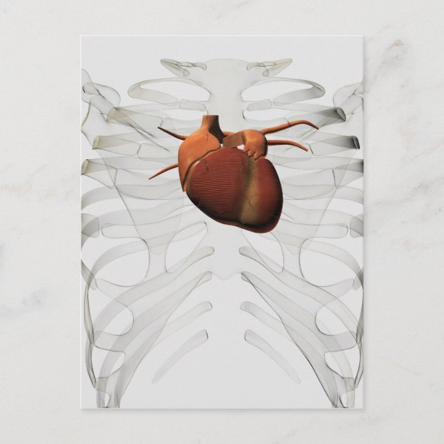 Carte Postale Illustration Médicale De La Cage Du Coeur Et De La (Devant)