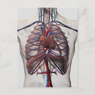 Carte Postale Illustration Médicale De La Poitrine Masculine