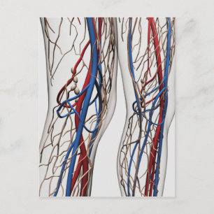 Carte Postale Illustration Médicale Des Artères 1