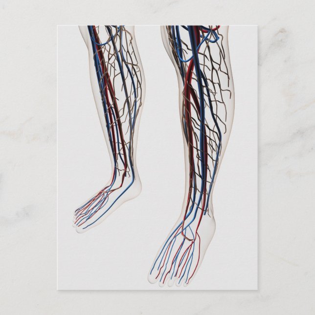 Carte Postale Illustration Médicale Des Artères 3 (Devant)