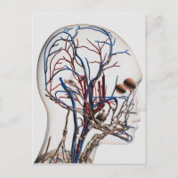 Illustration Médicale Des Artères De Tête 1