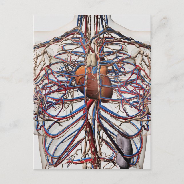 Carte Postale Illustration Médicale Des Artères Du Sein Féminin (Devant)