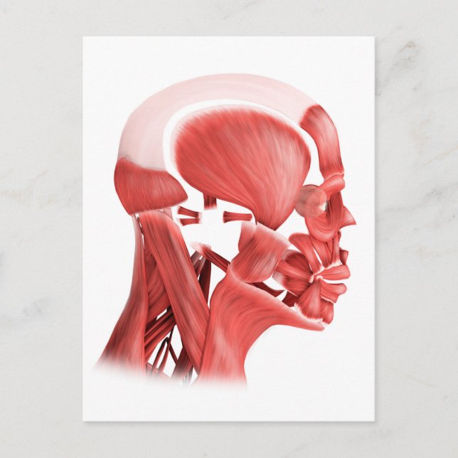 Carte Postale Illustration Médicale Des Muscles Faciaux Hommes 2 (Devant)