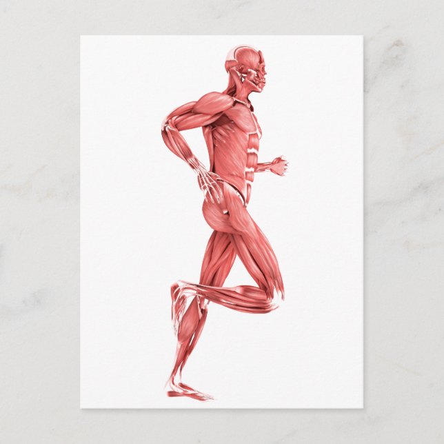 Carte Postale Illustration Médicale Des Muscles Hommes Courant 2 (Devant)