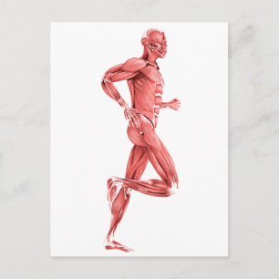 Carte Postale Illustration Médicale Des Muscles Hommes Courant 2