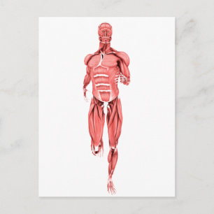 Carte Postale Illustration Médicale Des Muscles Masculins Couran