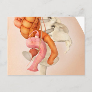 Carte Postale Illustration Médicale Des Organes Génitaux Féminin