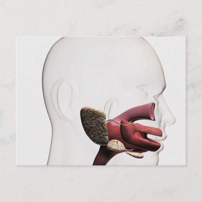 Carte Postale Illustration Médicale Du Digestif Humain (Devant)