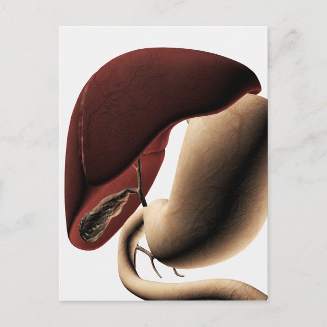 Carte Postale Illustration Médicale Du Foie Et De L'Estomac (Devant)