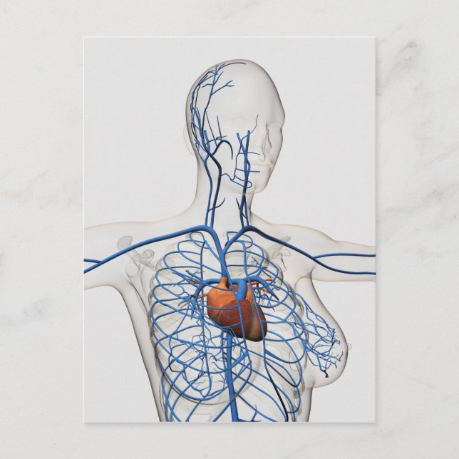 Carte Postale Illustration Médicale Du Système Circulatoire (Devant)