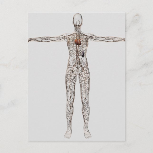 Carte Postale Illustration Médicale Du Système Lymphatique Fémin (Devant)