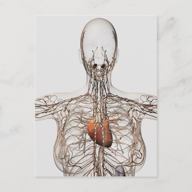 Carte Postale Illustration Médicale Du Système Lymphatique Fémin (Devant)