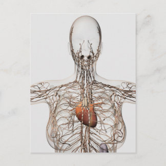 Carte Postale Illustration Médicale Du Système Lymphatique Fémin