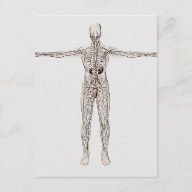 Carte Postale Illustration Médicale Du Système Lymphatique Homme (Devant)