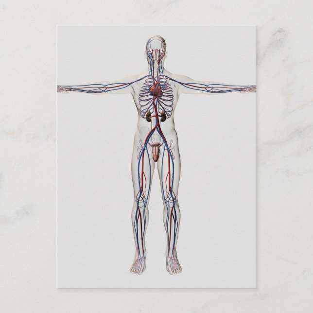 Carte Postale Illustration Médicale : Système de reproduction ma (Devant)