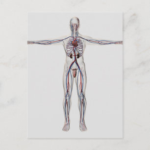 Carte Postale Illustration Médicale : Système de reproduction ma