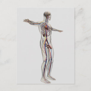 Carte Postale Illustration Médicale : Système de reproduction ma