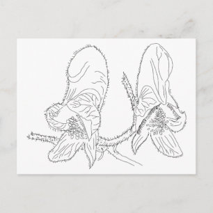 Carte Postale Illustration Monkshood