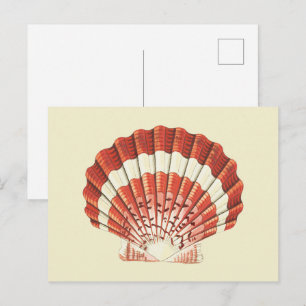 Carte Postale Illustration Nautique de Coquille Saint-Jacques Ro