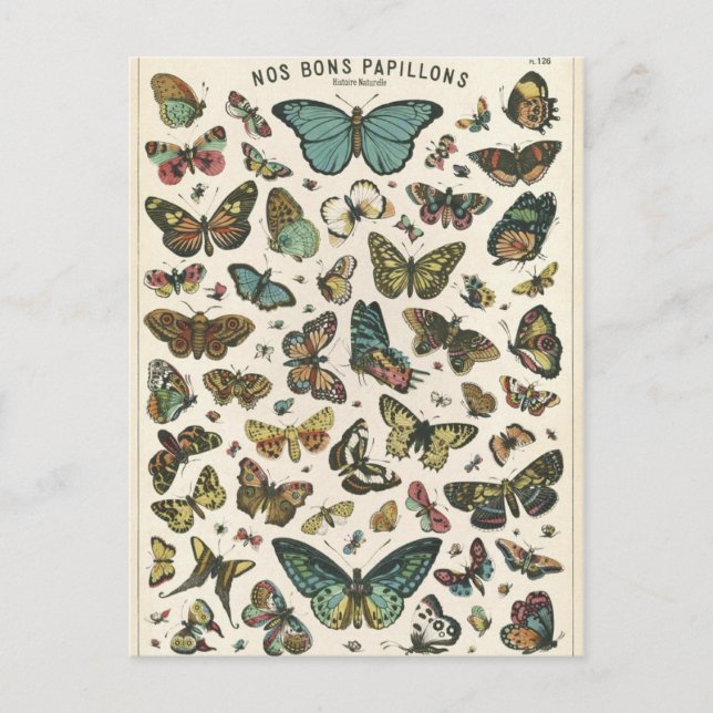 Carte Postale Illustration nos bons papillons (Devant)