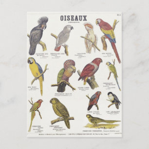 Carte Postale Illustration oiseau