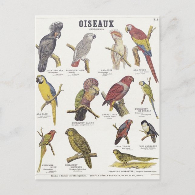 Carte Postale Illustration oiseau (Devant)