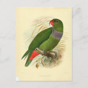 Carte Postale illustration oiseau
