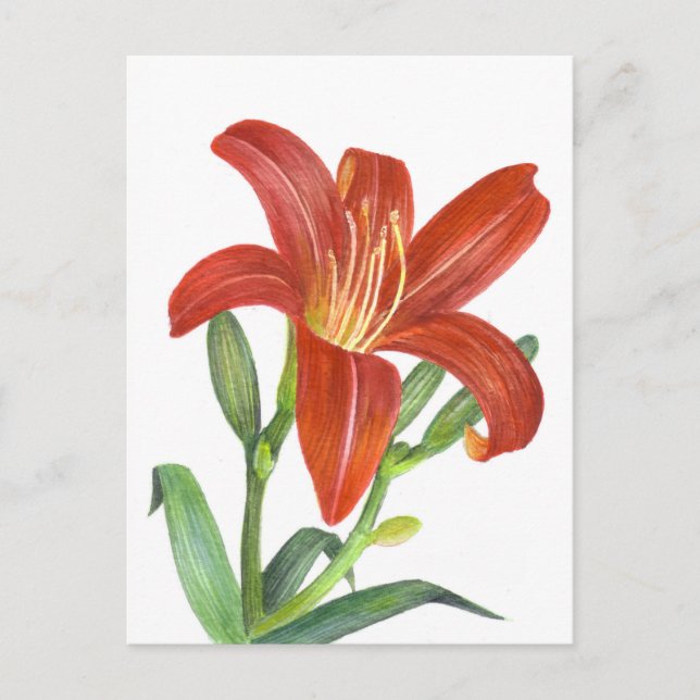 Carte Postale Illustration Orange Lily Botanical (Devant)