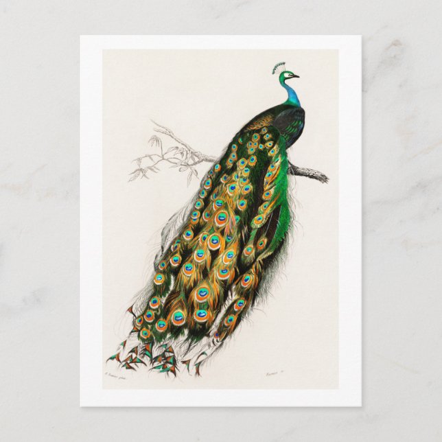 Carte Postale Illustration Peacock Art Vintage (Devant)