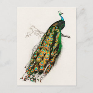 Carte Postale Illustration Peacock Art Vintage Imprimer
