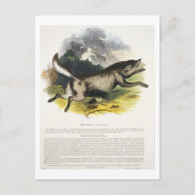Carte Postale Illustration pédagogique du loup (Canis lupus) (Devant)