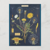 Illustration pissenlit