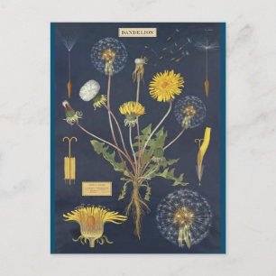 Carte Postale Illustration pissenlit