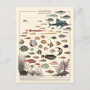 Carte Postale Illustration poissons exotiques