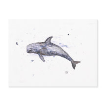 Illustration Risso Dolphin