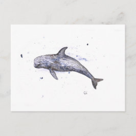 Carte Postale Illustration Risso Dolphin