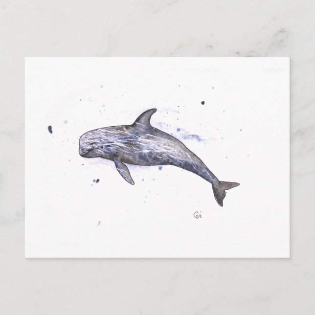 Carte Postale Illustration Risso Dolphin (Devant)