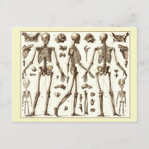 Carte Postale Illustration scientifique du squelette humain