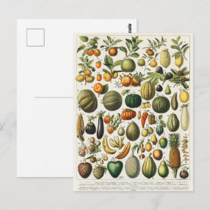 Carte Postale Illustration scientifique végétale des fruits